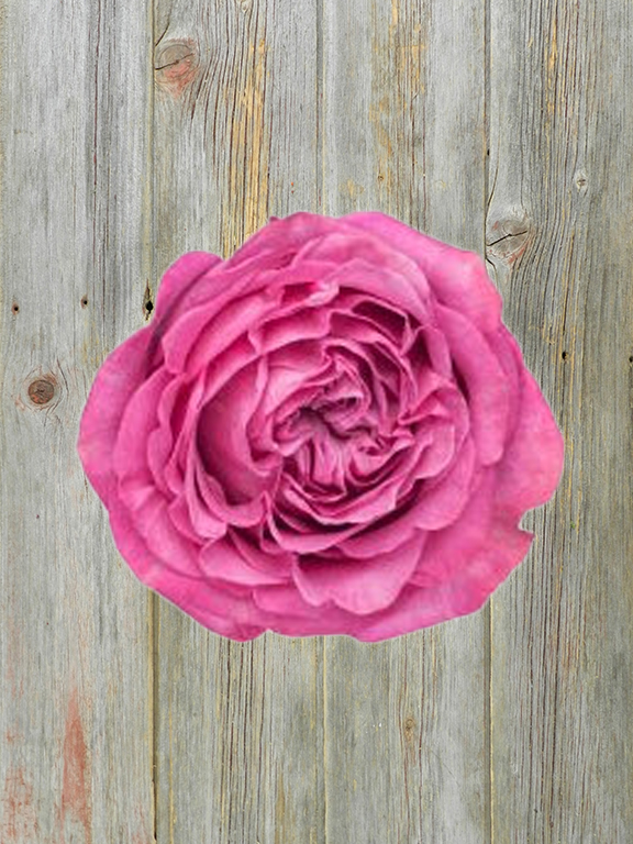 AHMAZE  LAVENDER GARDEN ROSE